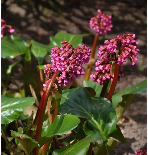 Bergenia Admiral Bergenia cordifolia Bodendecker in Pink - Bild 1