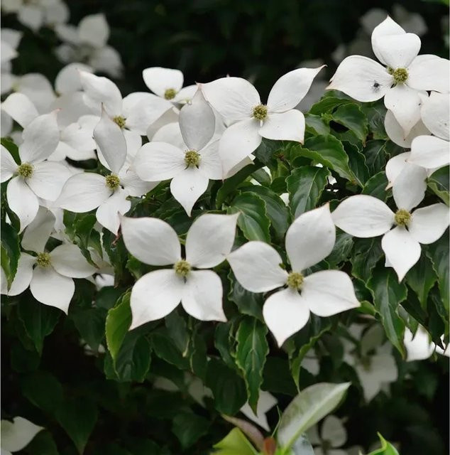 Japanischer Blumenhartriegel Summer Sky Cornus kousa von Nr-01.de, weiß-grüner Zierstrauch/Baum, Höhe: 80-100 cm - Bild 1