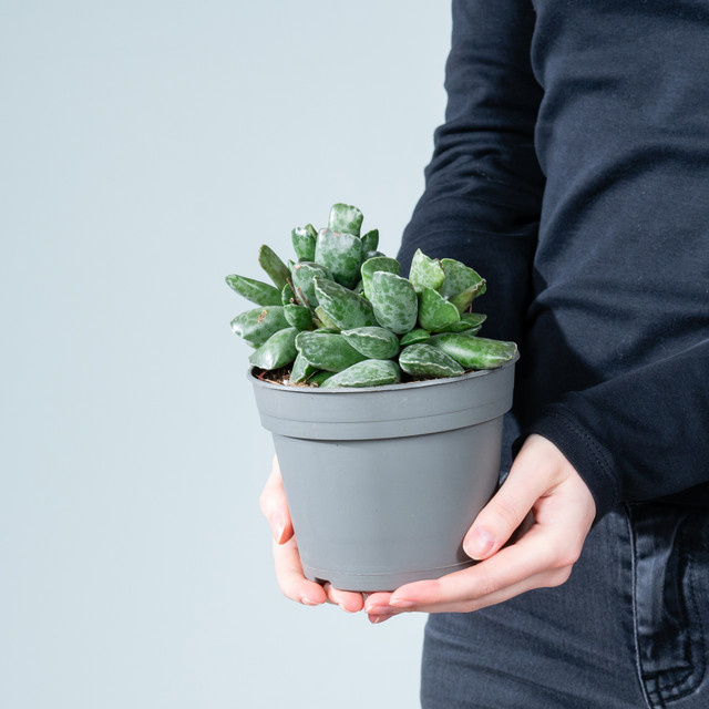 Adromischus cooperi Sukkulente von BLUME2000 in Grau-Grün mit rosettenartigem Wuchs - Bild 1