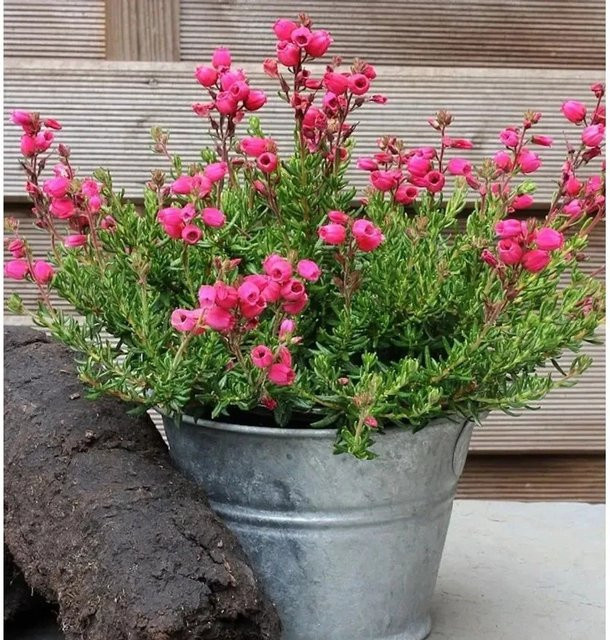 10x Irische Heide Amelie Daboecia cantabrica Bodendecker in Violettrot und Pink - Bild 1