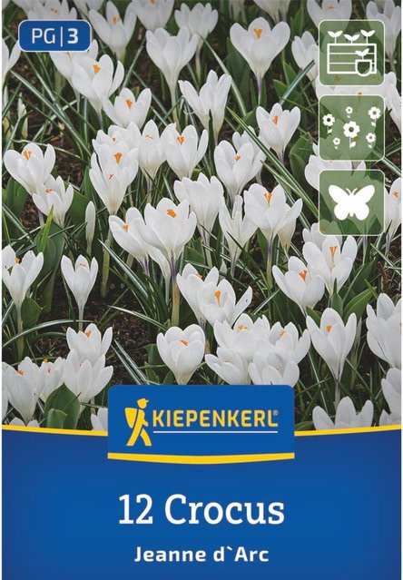 Kiepenkerl Großblumiger Krokus Jeanne d'Arc, 12 Zwiebeln, Weiß - Bild 1