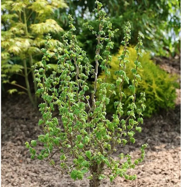 Zwerg Korkenzieher Haselnuss Corylus avellana Scooter 60-80cm - Bild 1