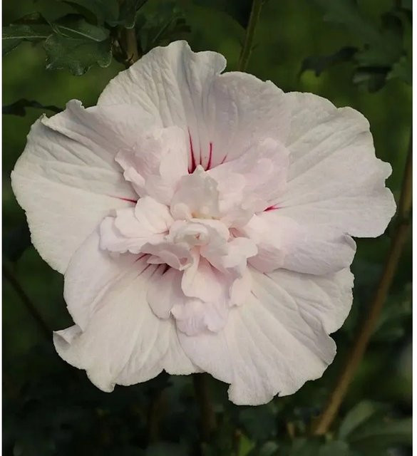 Hibiscus French Cabaret Pastel Garteneibisch von Nr-01.de in Weiß und Rot für Kübel und Freiland - Bild 1