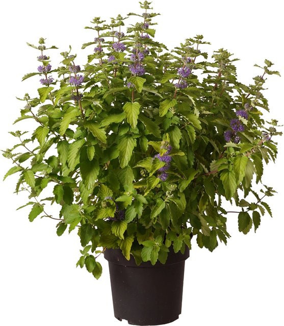 Caryopteris Bartblume Good as Gold, pflegeleichter Zierstrauch in Gold und Blau, Höhe: 50 cm - Bild 1