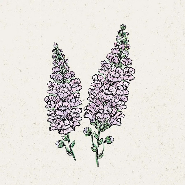 Jora Dahl Saatgut Löwenmäulchen Summer Lavender - Bild 1