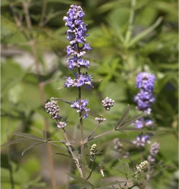 Vitex agnus castus Mönchspfeffer Blue Puffball Strauch in violett-blau und rosa, Höhe: 30-40 cm - Bild 1