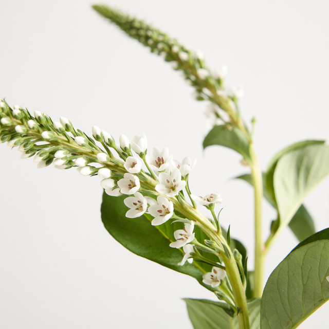 Blume2000 Lysimachia weiße single stem - Bild 1