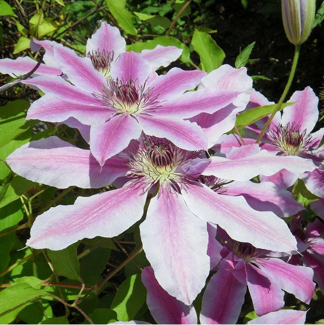 Clematis Nelly Moser Kletterpflanze in Weiß und Rosa von Mein schöner Garten Shop - Bild 1