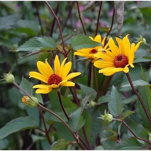 Heliopsis helianthoides Sonnenröschen Summer Nights gelbe Staude für Beet und Schnittpflanze - Bild 1
