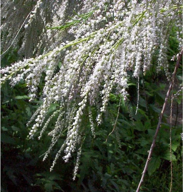Tamarix pentandra Heidetamariske als Zierstrauch für deinen Garten, Höhe: 60-80 cm - Bild 1
