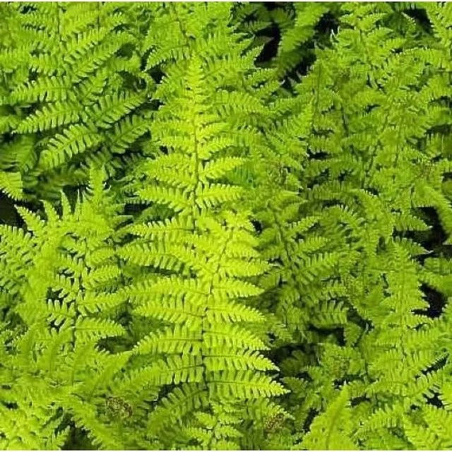 Goldschuppenfarn Dryopteris affinis in grünem Topf - Bild 1