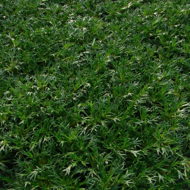 Azorella Andenpolster gelb als mehrjährige Bodendecker-Pflanze für deinen Garten - Bild 1