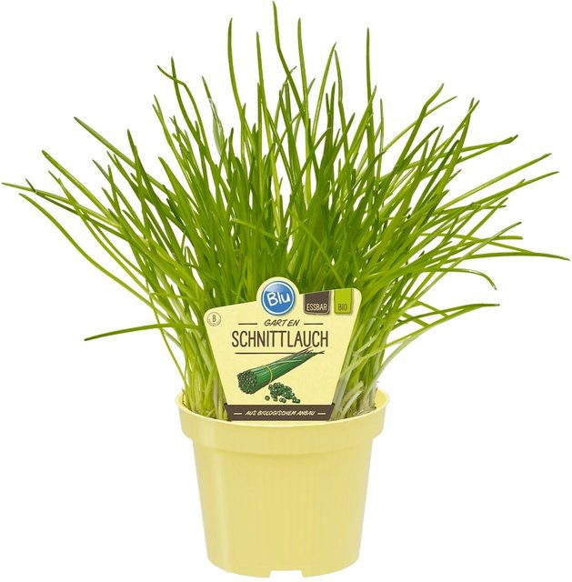 Blu Bio-Gartenschnittlauch Allium schoenoprasum im Topf - Bild 1