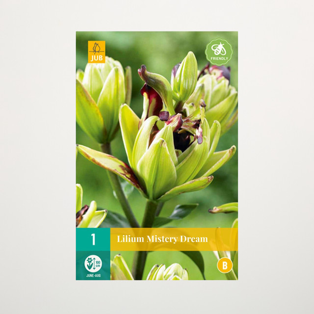 Lilie Mystery Dream Knolle von BLUME2000 - Bild 1