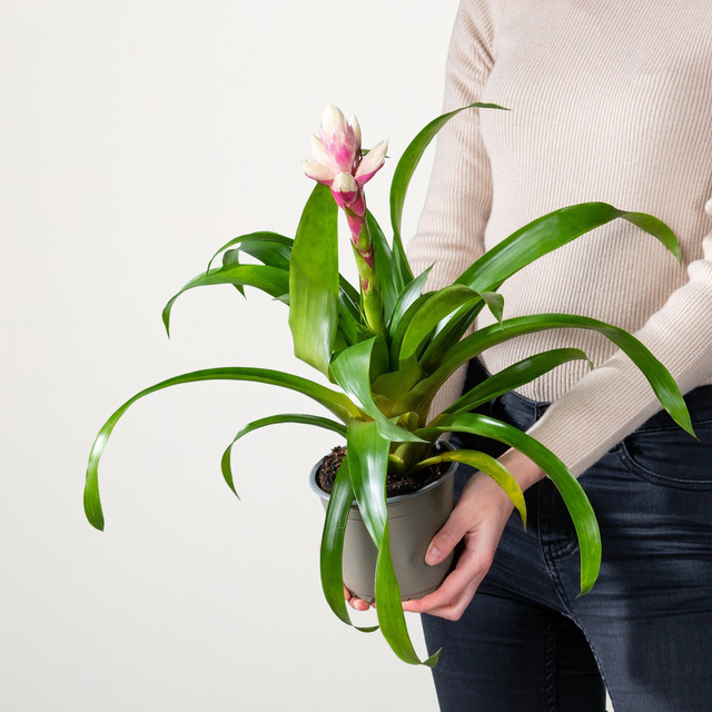 Guzmania 'Candy' Zimmerpflanze von BLUME2000 in Pink - Bild 1