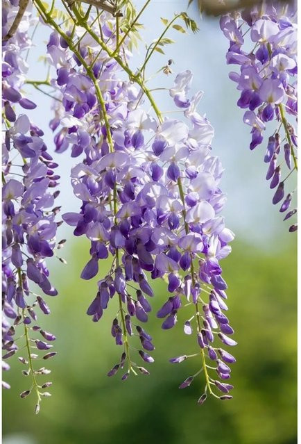 Wisteria Sinensis Prolific Chinesischer Blauregen von Pflanzen für dich, Höhe: 60–100 cm - Bild 1