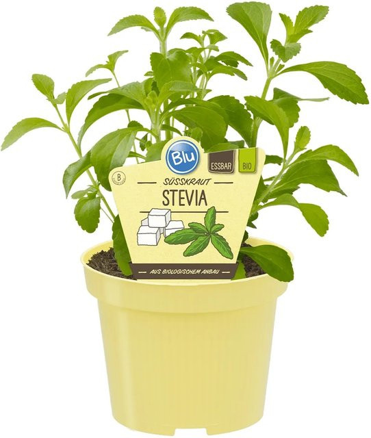 Blu Bio Stevia rebaudiana Süßkraut im Topf mit einem Durchmesser von ca. 12 cm - Bild 1