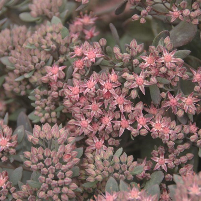 3er Set Sedum cauticola Fetthenne von BLUME2000 als pflegeleichte Staude für Garten und Balkon - Bild 1