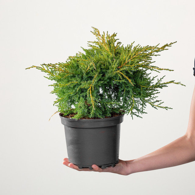 Wacholder Gold Star Juniperus von BLUME2000 als Konifere für Garten, Balkon und Pflanzkübel - Bild 1
