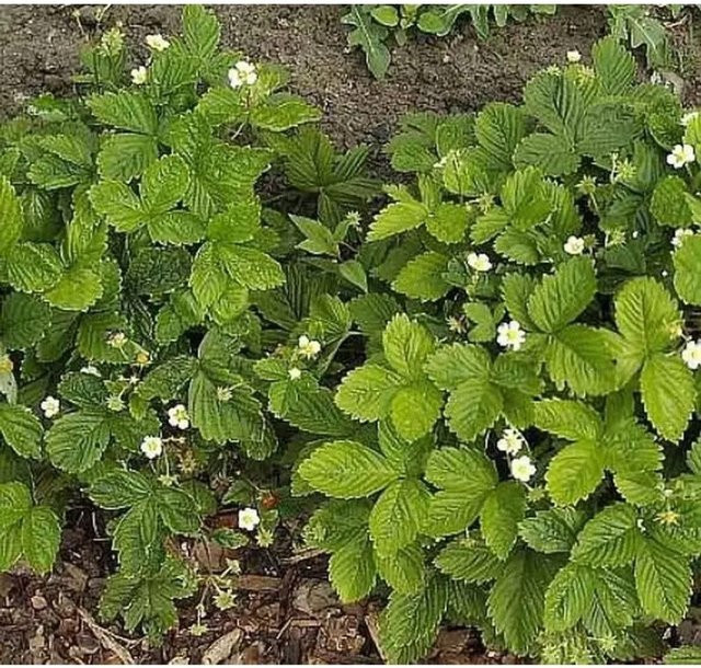 Erdbeere Elsantha Fragaria ananassa von Nr-01.de für den Garten - Bild 1