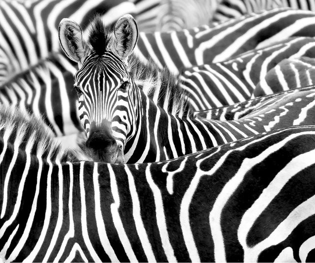 Rasch Digitaldruck African Queen III Zebra Tapete in Schwarz-Weiß, Breite: 2,65 m, Höhe: 3,18 m - Bild 1