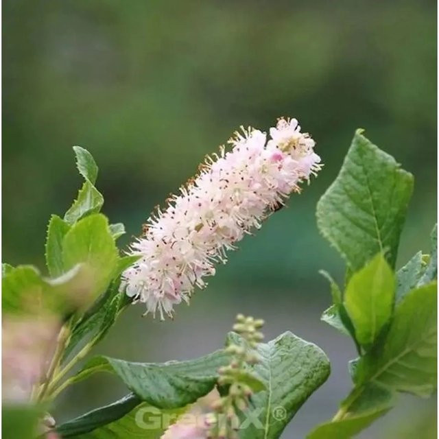 Rosa Zimterle Silberkerzenstrauch Clethra alnifolia mit rosa und weißen Blüten - Bild 1