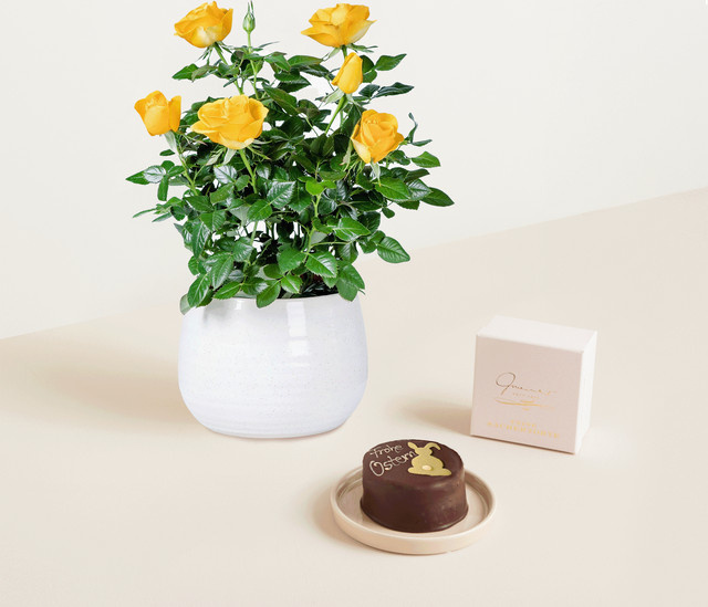 BLUME2000 Zimmerpflanze im Keramiktopf - Bild 1
