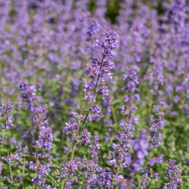 BIO Katzenminze Nepeta x faassenii Walker's Low von BLUME2000, 3 Stück - Bild 1
