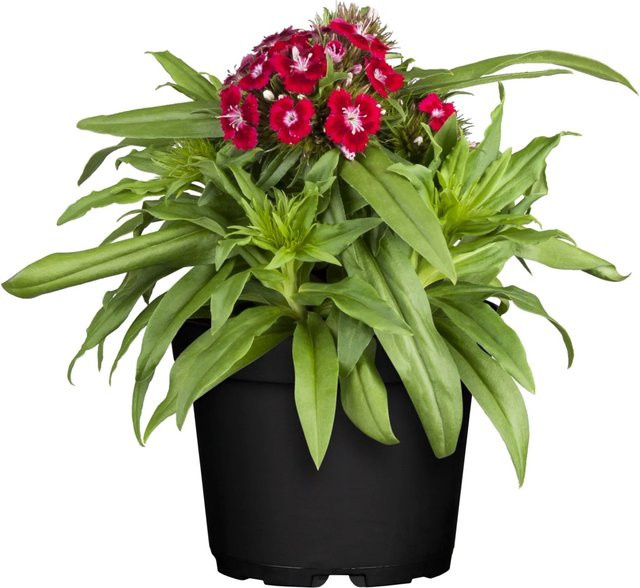 Rote Bartnelke Dianthus barbatus Staude von GROW by OBI im Topf mit einem Durchmesser von ca. 13 cm - Bild 1