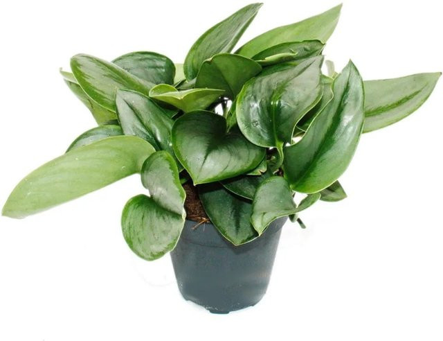 Exotenherz Scindapsus Pictus Moonlight Zimmerpflanze in Grün-Silber im 12 cm Topf - Bild 1