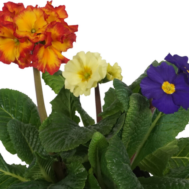 Mein schöner Garten Shop Primula Trio Schlüsselblumen in Rot und Mehrfarbig als mehrjährige Gartenpflanze - Bild 1