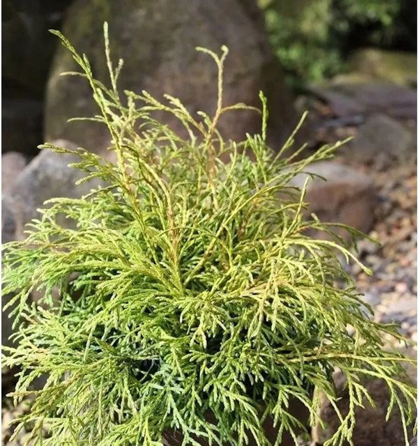Thuja occidentalis Filiformis Hochstamm Faden-Thuja als grüne Solitärpflanze für den Garten, Höhe: 80-100 cm - Bild 1