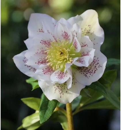 Christrose Lenzrose Double Ellen White Spotted Helleborus orientalis weiße Staude