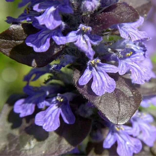 Ajuga reptans Günsel Atropurpurea lila Bodendecker als Staude - Bild 1