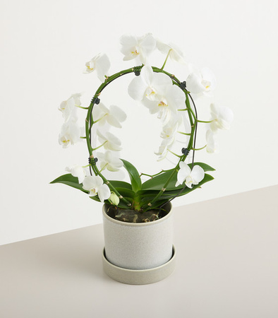 Blühende weiße Orchidee im Topf von BLUME2000 als Zimmerpflanze