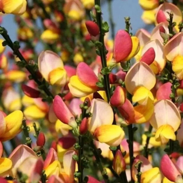 Schmuckginster La Coquette Cytisus scoparius gelber Zierstrauch von Nr-01.de - Bild 1