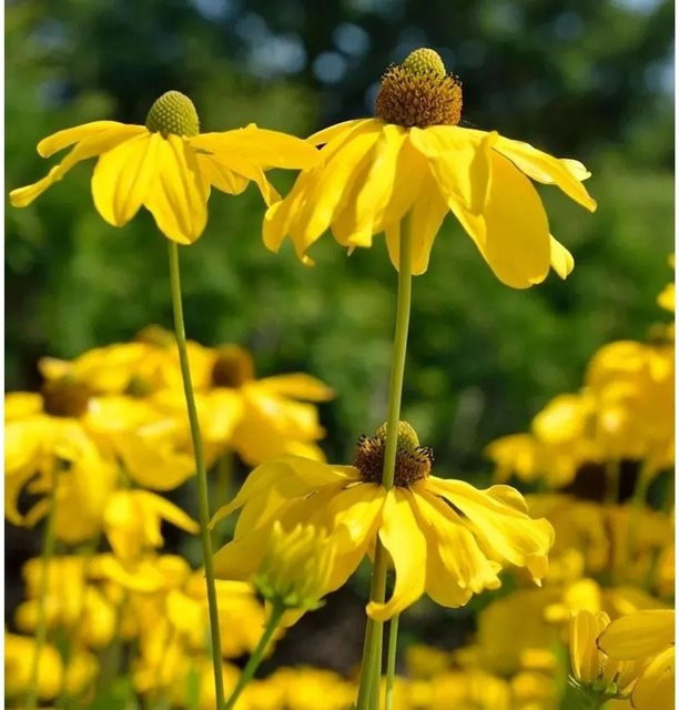 Rudbeckia Juligold Rudbeckia nitida Gelbe Staude für Staudenbeete und Freiflächen - Bild 1