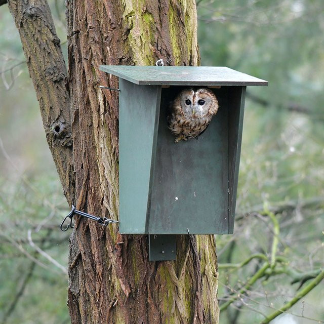 Nistkasten Waldkauz von CJ Wildlife in Grün, 130 mm - Bild 1