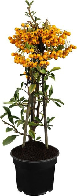 GROW by OBI Feuerdorn Pyracantha mit gelben Beeren, Heckenpflanze, Höhe: 50 - 60 cm - Bild 1