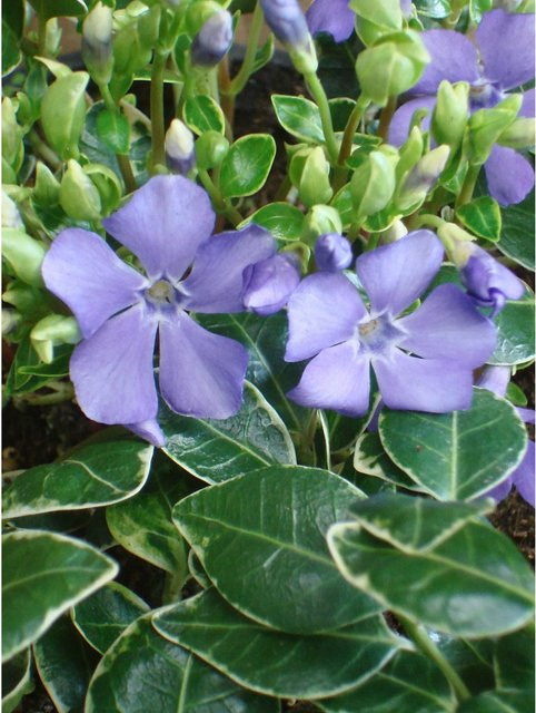 Vinca minor Immergrün Ralph Shugert Blauviolett Bodendecker im Topf mit Ø 9 cm - Bild 1