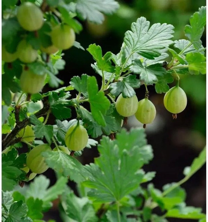 Grüne Stachelbeere Ribes uva-crispa Beerenstrauch von Die Nr-01.de