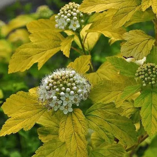 Arborix Blasenspiere Darts Gold Physocarpus opulifolius mit goldgelbem Laub im Container, Höhe: 30 bis 40 cm - Bild 1