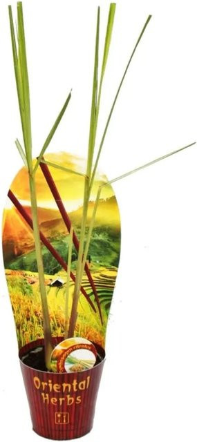 Exotenherz Zitronengras Cymbopogon Citratus aus Sri Lanka im 12cm Topf - Bild 1