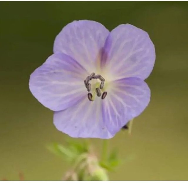 Geranium clarkei Kashmir Purple Storchenschnabel als mehrjährige Staude in Lila für Garten und Staudenbeet - Bild 1