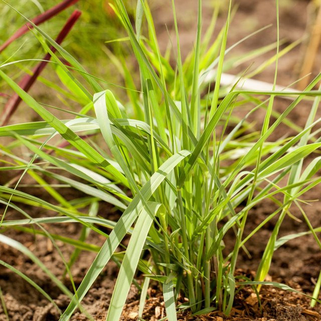 Rutenhirse Prairie Sky Panicum als Ziergras für Garten, Beete und Kübel - Bild 1