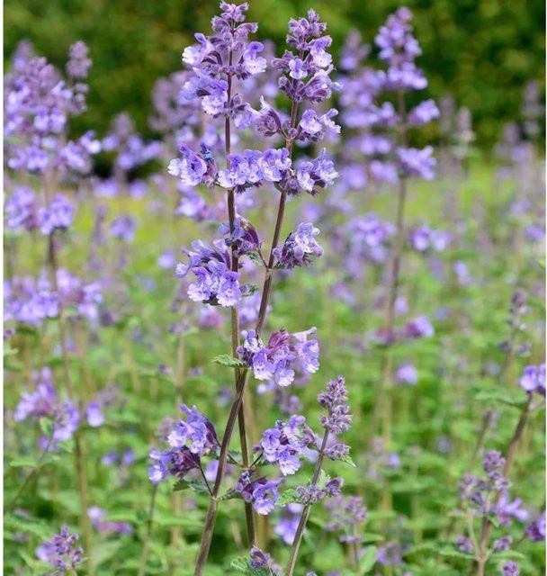 Nepeta grandiflora Katzenminze Odeur Citron als mehrjährige Gartenpflanze im Topf - Bild 1