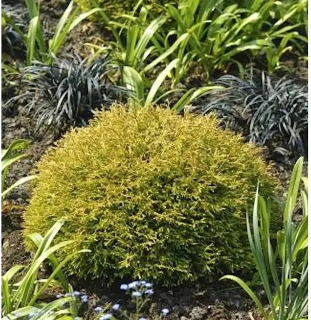 Thuja occidentalis Anniek Lebensbaum von Nr-01.de in Grün, 20-25 cm - Bild 1