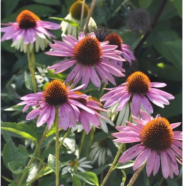 Echinacea purpurea Sonnenhut Baby Swan Pink Schnittblumepflanze - Bild 1