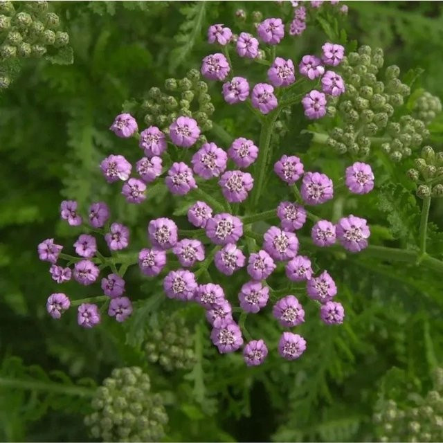 Schafgarbe Pretty Belinda Achillea millefolium in Pink für den Garten - Bild 1