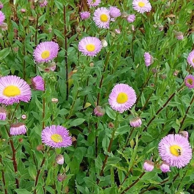 Erigeron Hybrid Feinstrahlaster Rosa Juwel – Rosa mehrjährige Beet- und Schnittpflanze - Bild 1